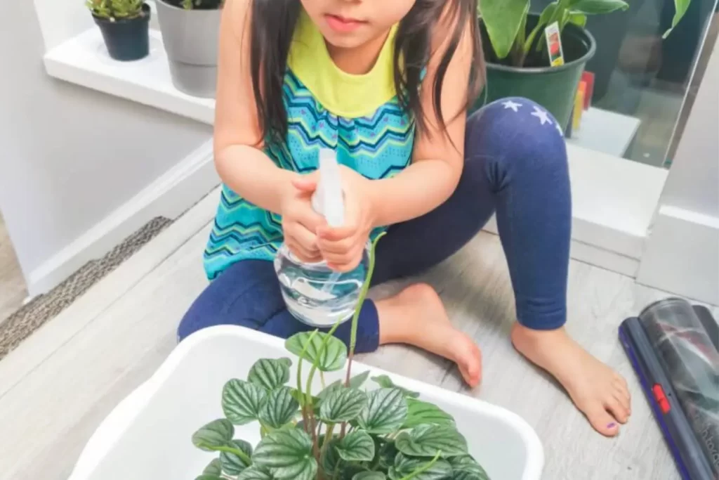 5 steps to introduce how to take care of house plants for kids - misting