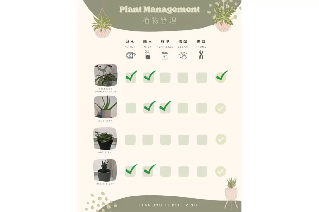5 steps to introduce how to take care of house plants for kids - plant management
